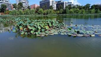 義烏蓮塘公園景觀設(shè)計（義烏蓮塘公園景觀設(shè)計招標(biāo)）