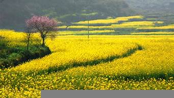 油菜花景觀設(shè)計（油菜花景觀設(shè)計招標(biāo)）