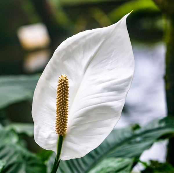 最美的花圖片（世界最美的花圖片）