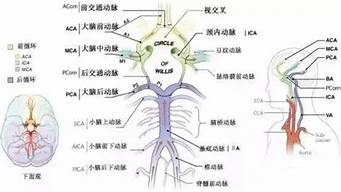 后循環(huán)指的是哪些（后循環(huán)指的是哪些循環(huán)）