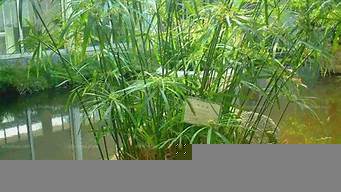 竹類植物的景觀設(shè)計（竹類植物的景觀設(shè)計圖）