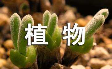 景觀設(shè)計均勻布置植物對嗎（景觀設(shè)計布局方式）