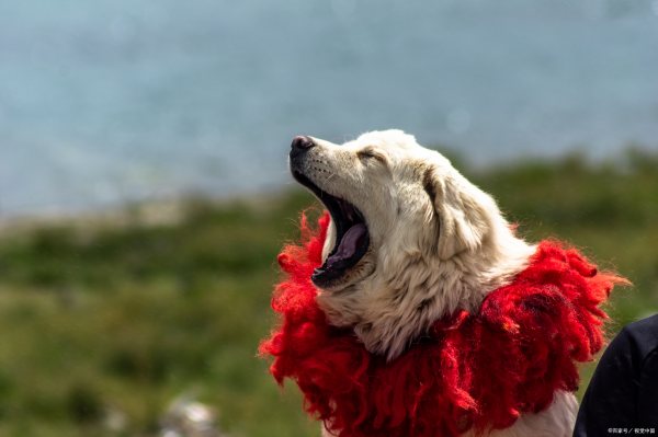 十大禁養(yǎng)猛犬排行榜（十大禁養(yǎng)猛犬排行榜圖片）