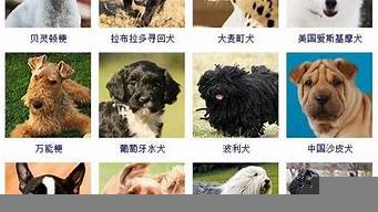 世界名犬智商排行榜（世界名犬智商排行榜圖）