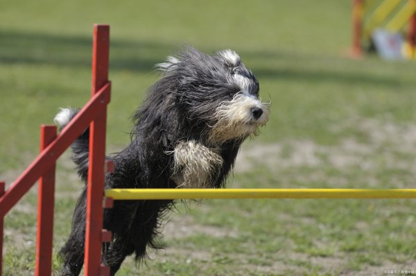 世界名犬智商排行榜（世界名犬智商排行榜圖）