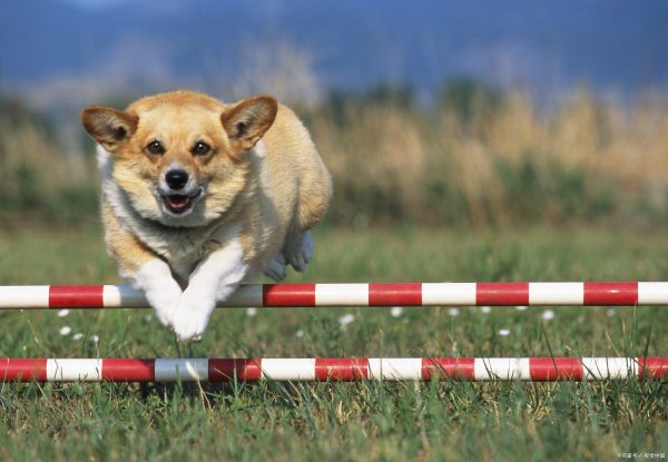 世界名犬智商排行榜（世界名犬智商排行榜圖）