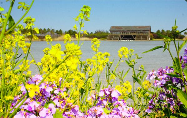 崇明日式花園景觀設計公司（崇明日式花園景觀設計公司電話）