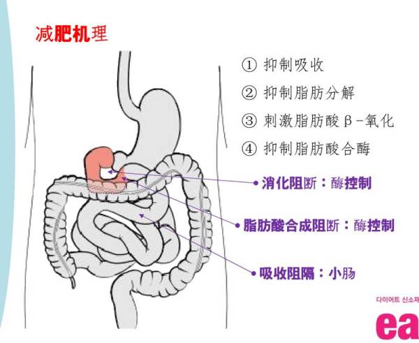 減肥食物熱量排行榜（抽30斤脂肪多少錢）