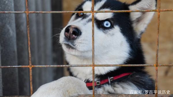 家犬排行榜（家犬排名）