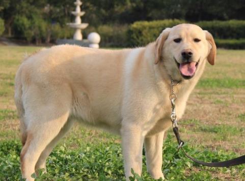 家犬排行榜（家犬排名）