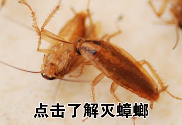 滅蟑螂藥排行榜（滅蟑螂藥排名）