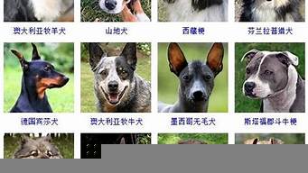 犬類排行榜（犬類壽命排名）