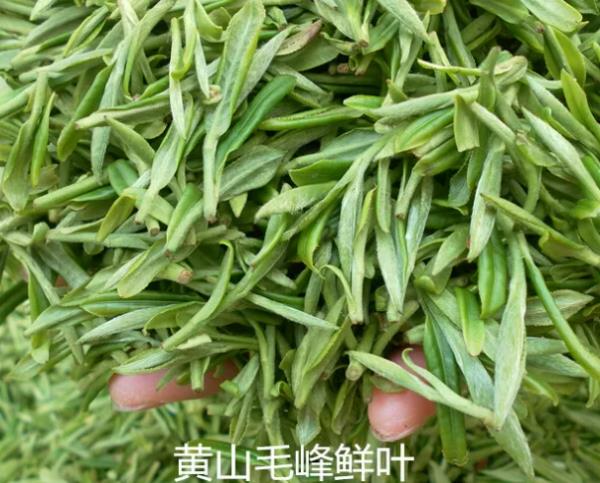 茶葉十大排行榜（十大茶葉排行榜）