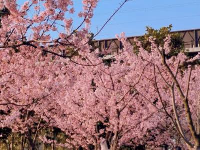 杭州3月份櫻花開了嗎（杭州3月份櫻花開了嗎）