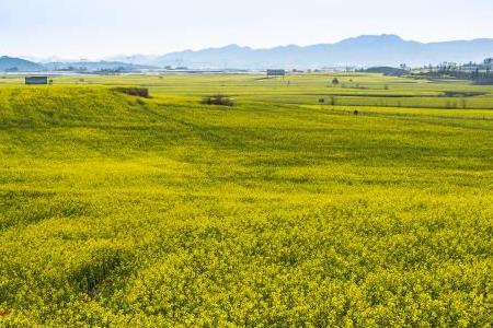 杭州3月份美景（杭州3月份美景描寫）